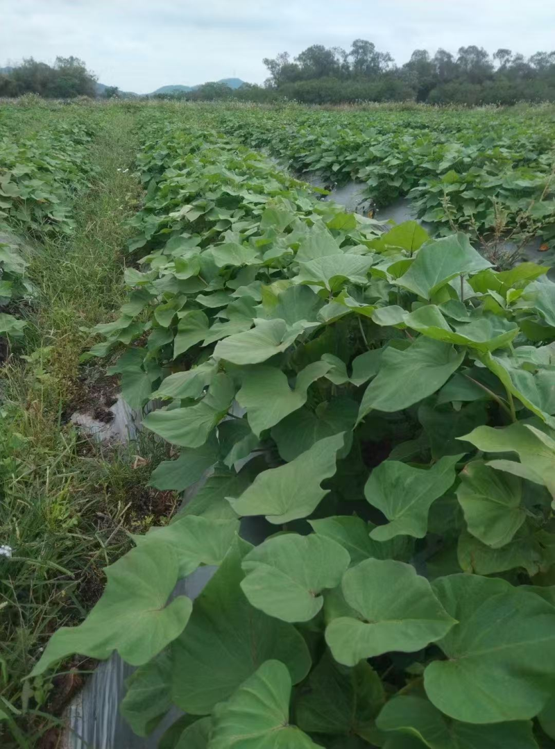 【热卖】特级商薯苗品种优良种植基地直发欢迎新老朋友电联