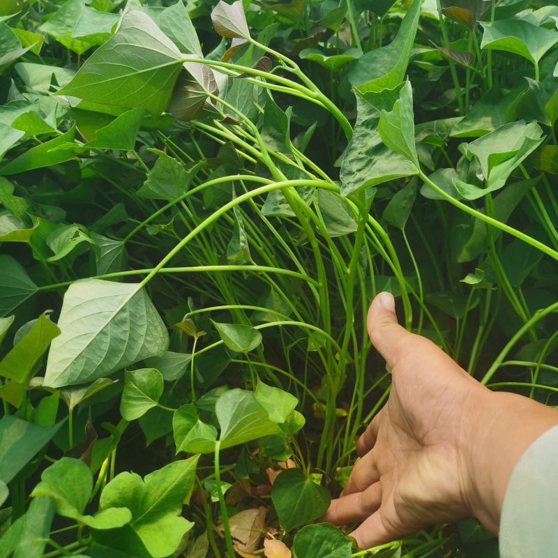 【热卖】特级商薯苗品种优良种植基地直发欢迎新老朋友电联