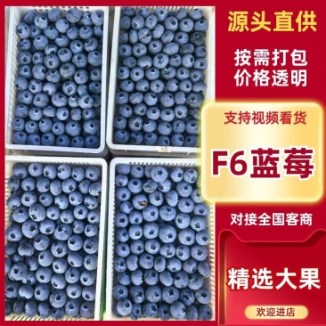 山东日照F6蓝莓新鲜上市诚信经营量大从优质量保证