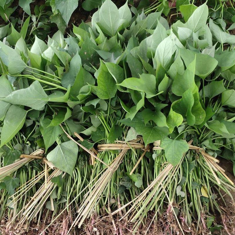 【齐全】河南特级红薯苗种植基地欢迎新老朋友来电咨询