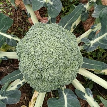 西兰花