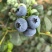 山东日照F6蓝莓新鲜上市诚信经营量大从优质量保证
