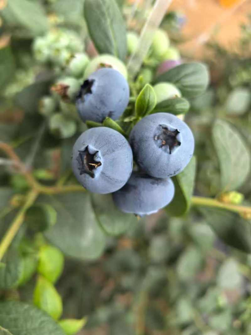 山东日照F6蓝莓新鲜上市诚信经营量大从优质量保证