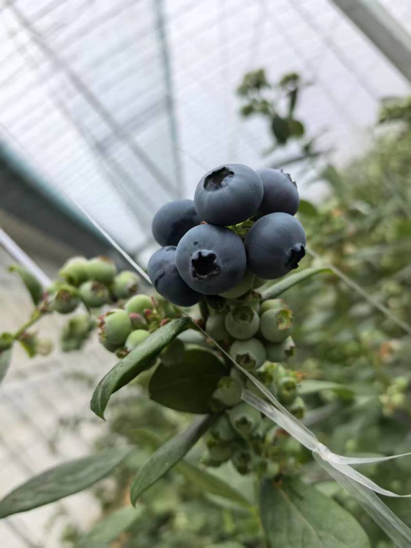 山东日照F6蓝莓新鲜上市诚信经营量大从优质量保证