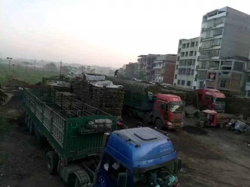 湖南产地直发精品竹竿，竹子，菜架竹，豆角架，全年有货，
