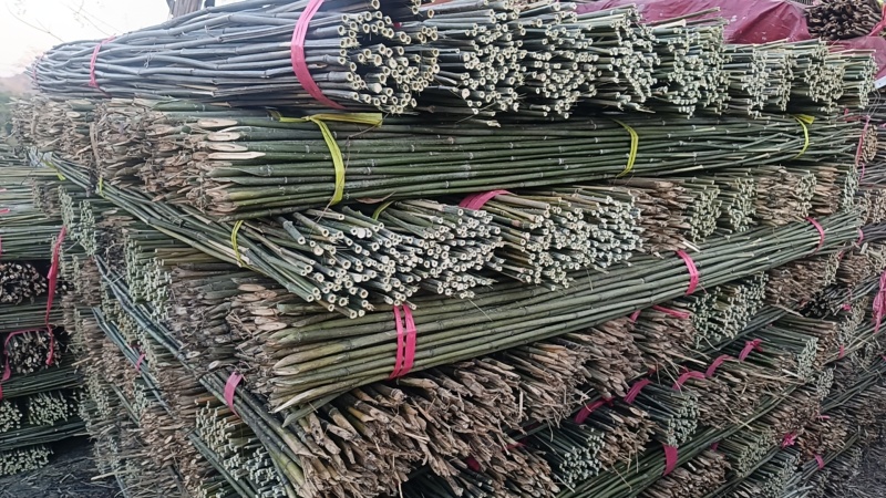湖南产地直发精品竹竿，竹子，菜架竹，豆角架，全年有货，