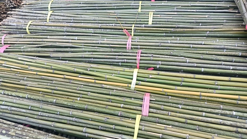湖南产地直发精品竹竿，竹子，菜架竹，豆角架，全年有货，