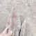 窖里普遍微微中等货，普遍个头偏小，颜色红，泥少