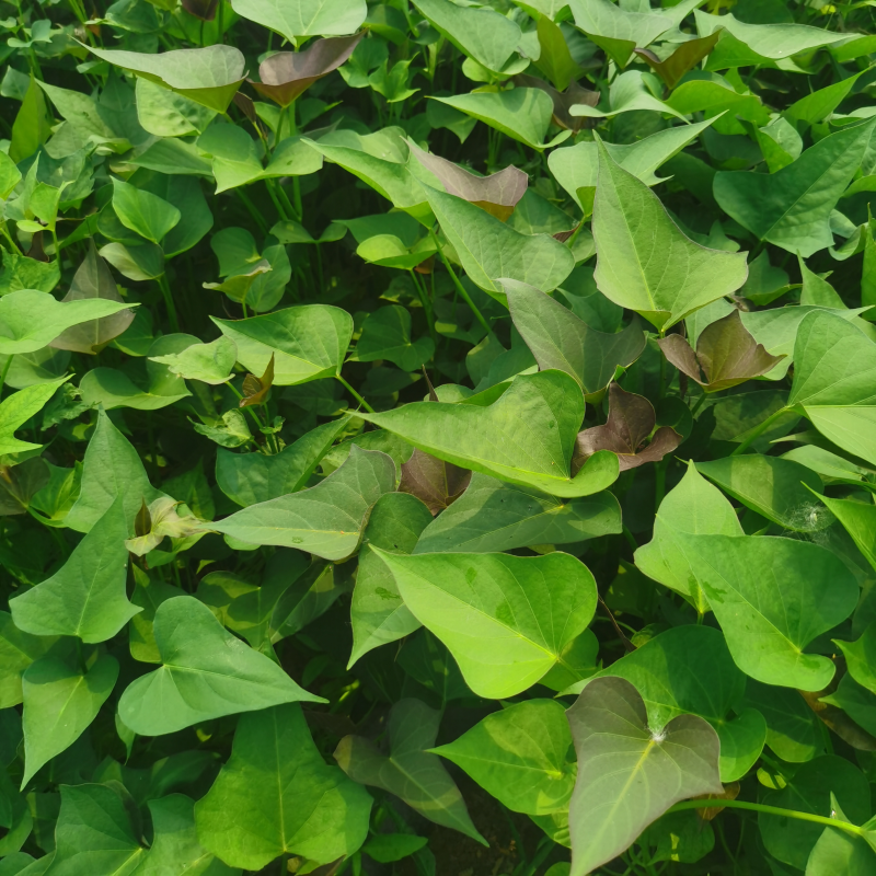 【齐全】河南特级红薯苗种植基地欢迎新老朋友来电咨询
