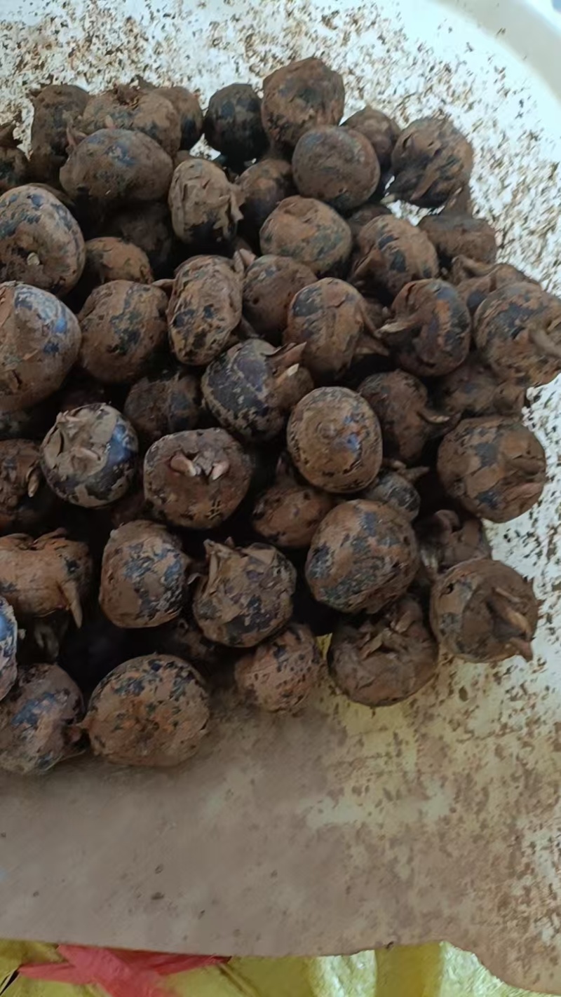 有大量靓马蹄卖，诚信经营，脆甜奶香，货品充足