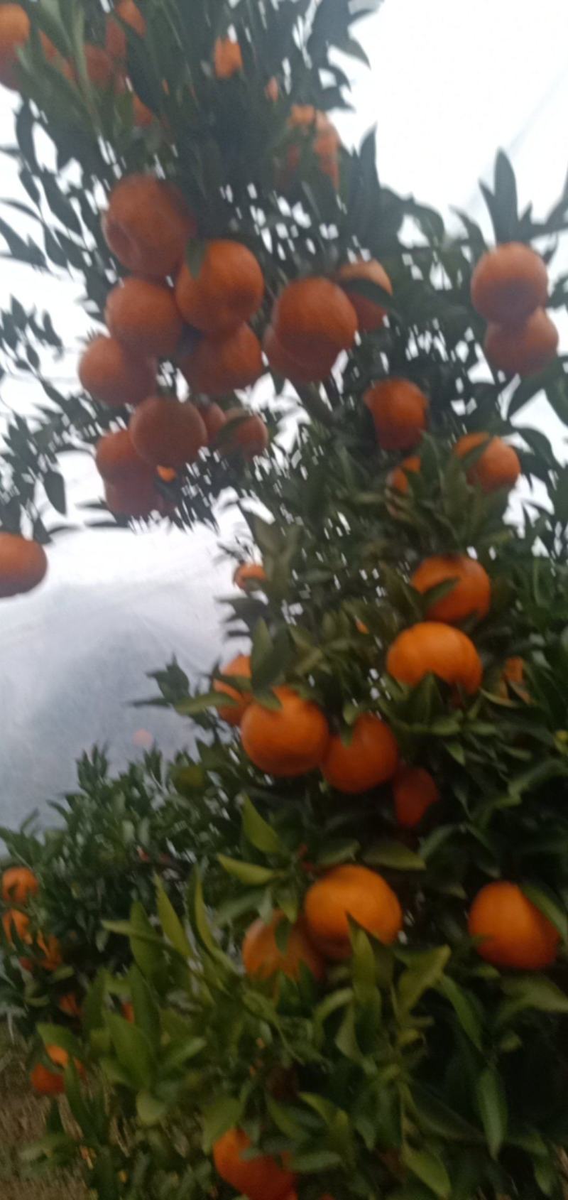 丑橘碰柑纯甜有盖膜的套袋的