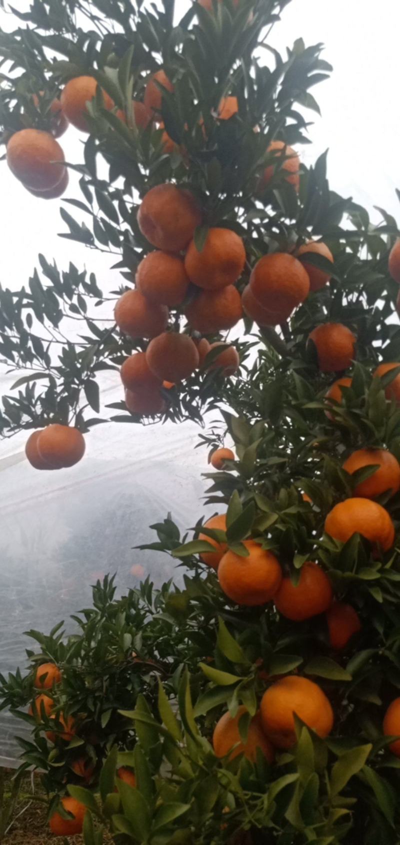 丑橘碰柑纯甜有盖膜的套袋的