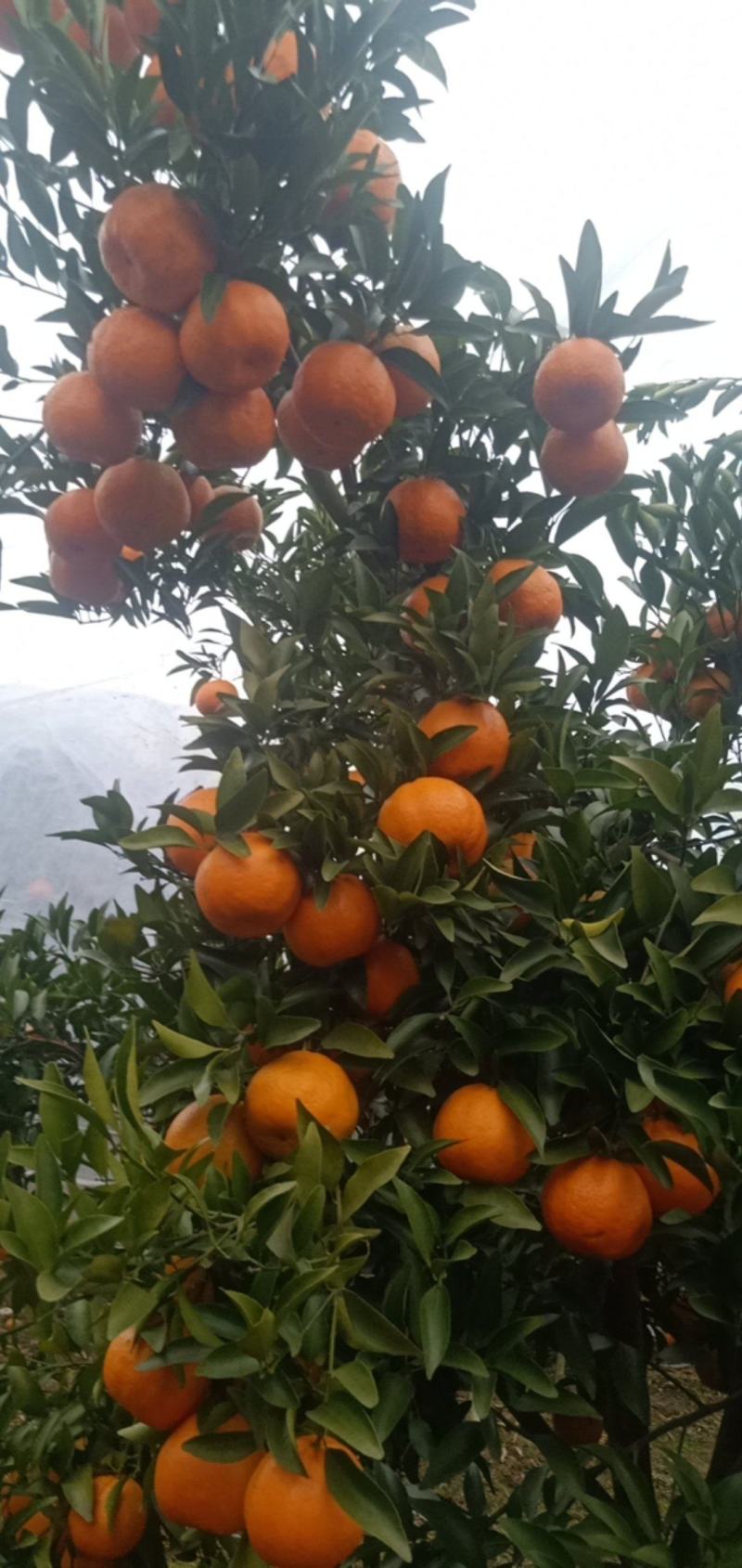 丑橘碰柑纯甜有盖膜的套袋的