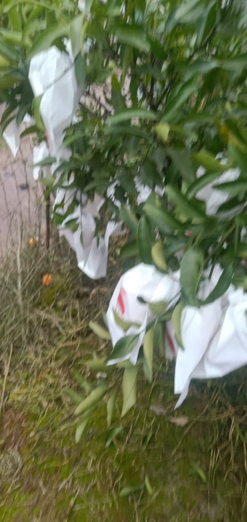 丑橘碰柑纯甜有盖膜的套袋的