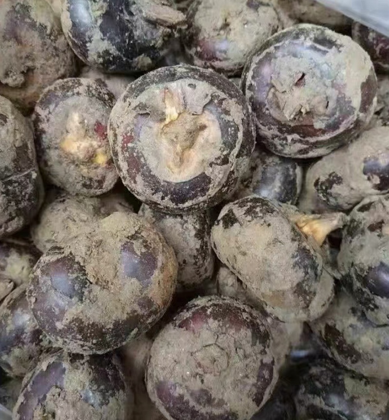 新鲜荸荠，脆甜奶香，大量有货，欢迎老板前来选购