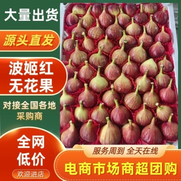 波姬红无花果产地直供量大价低品质保证对接全国