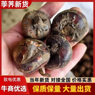 新鲜荸荠，脆甜奶香，大量有货，欢迎老板前来选购