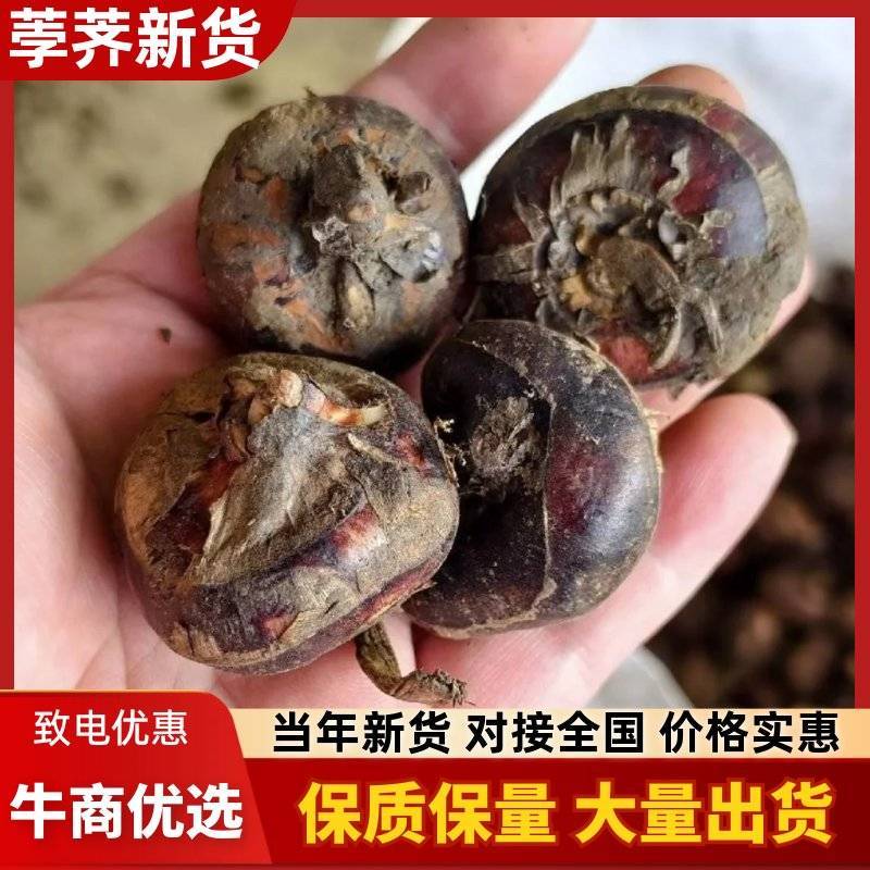新鲜荸荠，脆甜奶香，大量有货，欢迎老板前来选购