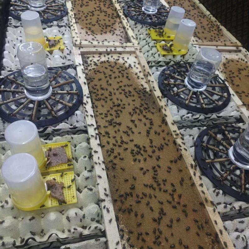蟋蟀/双班油葫芦蟋蟀/可根据客户要求冷冻，烘干