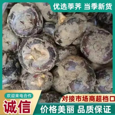 新鲜荸荠，脆甜奶香，货品齐全，欢迎各位老板前来选购