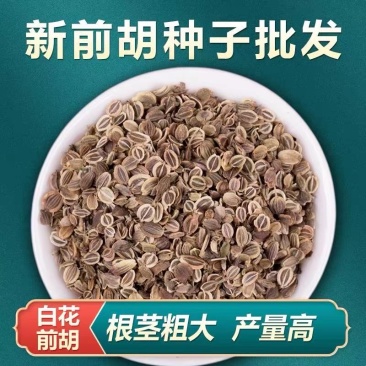 前胡种子改良高产前胡籽白花大叶前胡发芽率高种植简单