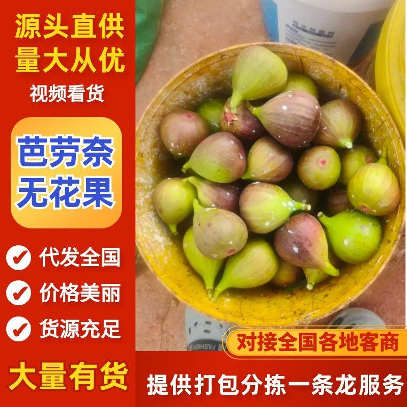 山东芭劳奈无花果大量上市品质保证值得信赖对接全国市场