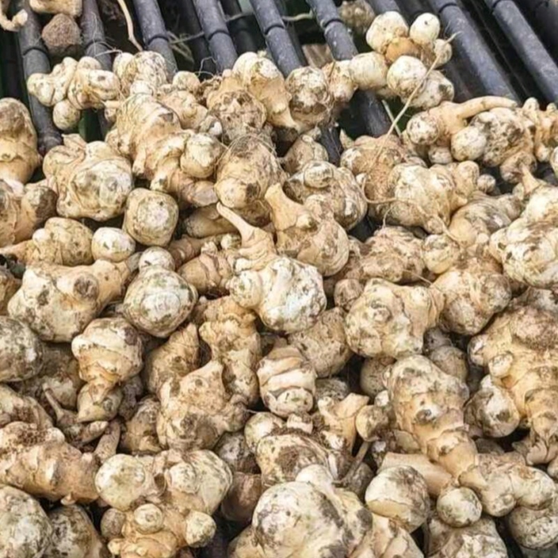 洋姜新鲜现挖9斤1斤菊芋不辣野生鬼子姜种子生阳姜腌菜泡菜