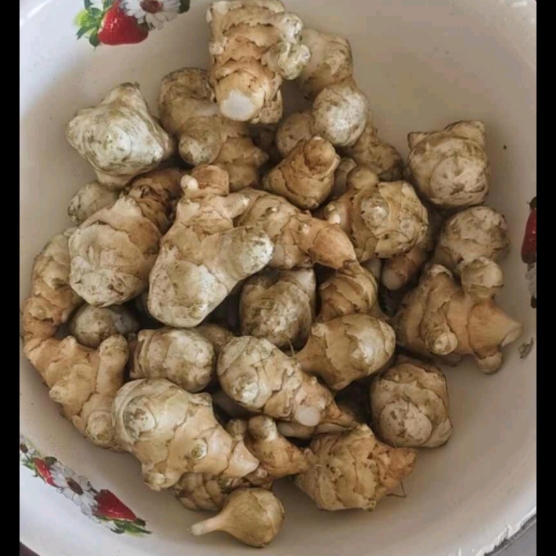 洋姜新鲜现挖9斤1斤菊芋不辣野生鬼子姜种子生阳姜腌菜泡菜