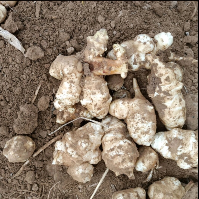 洋姜新鲜现挖9斤1斤菊芋不辣野生鬼子姜种子生阳姜腌菜泡菜