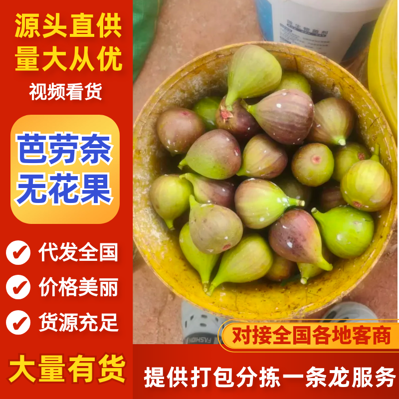 山东芭劳奈无花果大量上市品质保证值得信赖对接全国市场
