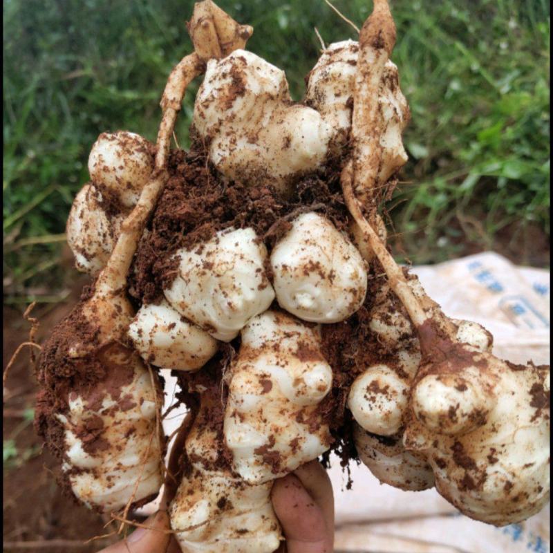 洋姜新鲜现挖9斤1斤菊芋不辣野生鬼子姜种子生阳姜腌菜泡菜