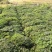 前胡种子改良高产前胡籽白花大叶前胡发芽率高种植简单