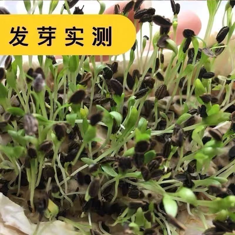 前胡种子改良高产前胡籽白花大叶前胡发芽率高种植简单