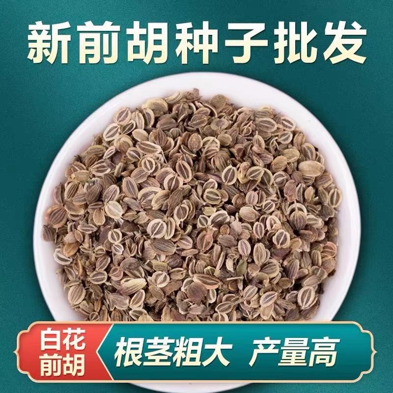前胡种子改良高产前胡籽白花大叶前胡发芽率高种植简单