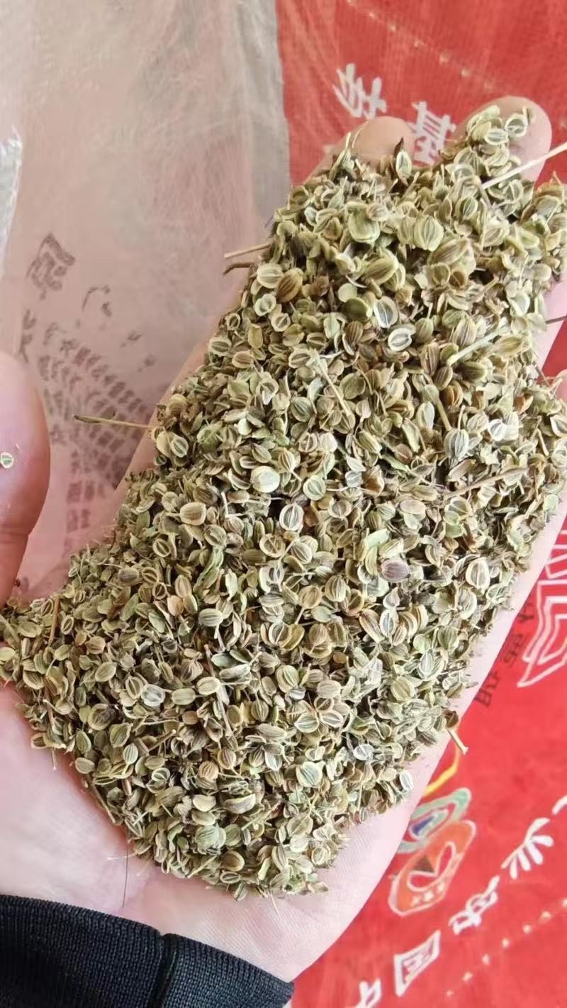 前胡种子改良高产前胡籽白花大叶前胡发芽率高种植简单