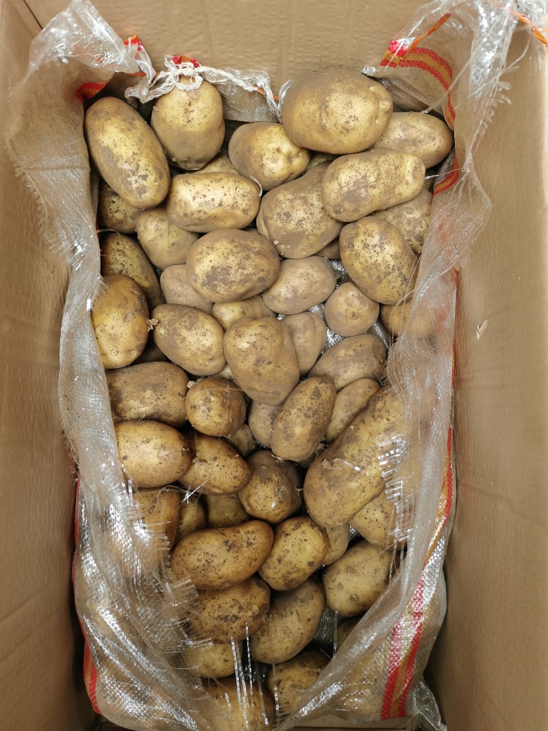 定西土豆三两以上大量批发