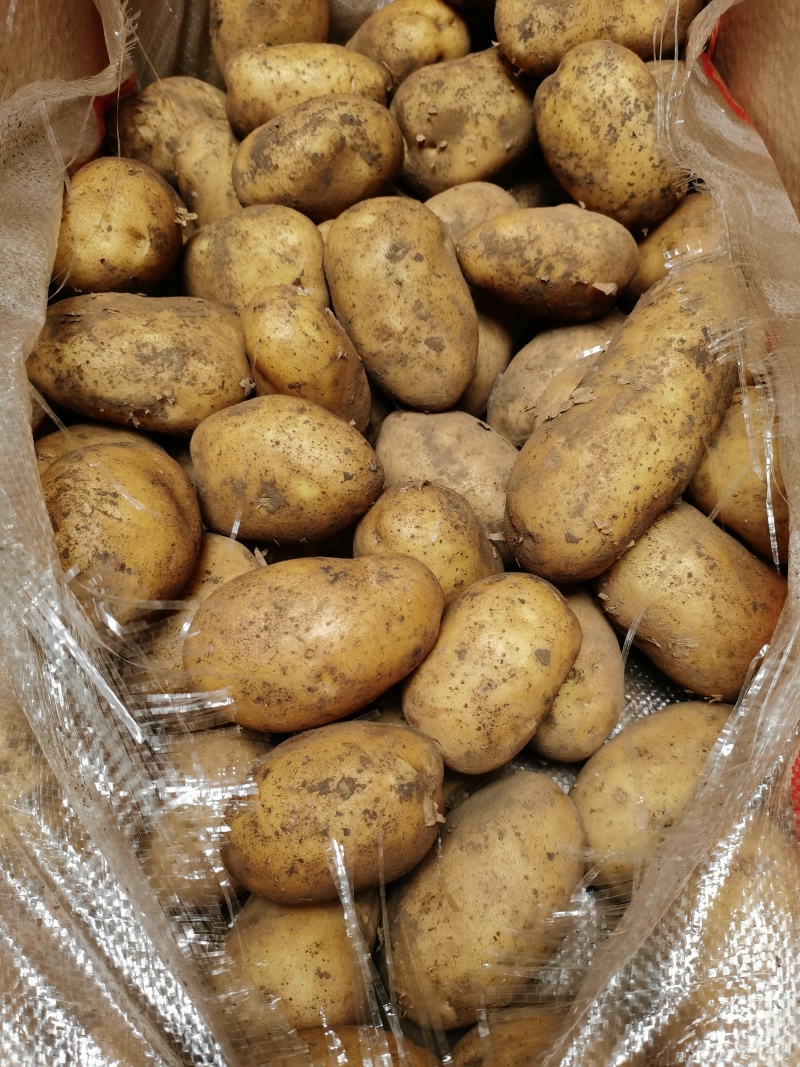 定西土豆三两以上大量批发