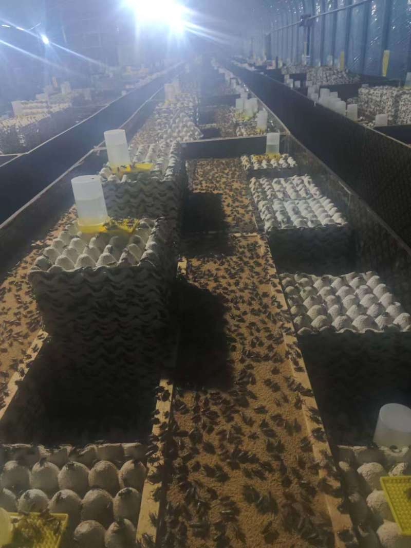 双班油葫芦蟋蟀/大量优质蟋蟀冻品，活体，可根据客户烘干