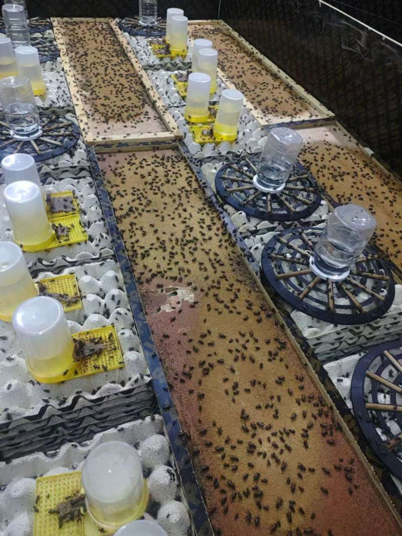 双班油葫芦蟋蟀/大量优质蟋蟀冻品，活体，可根据客户烘干