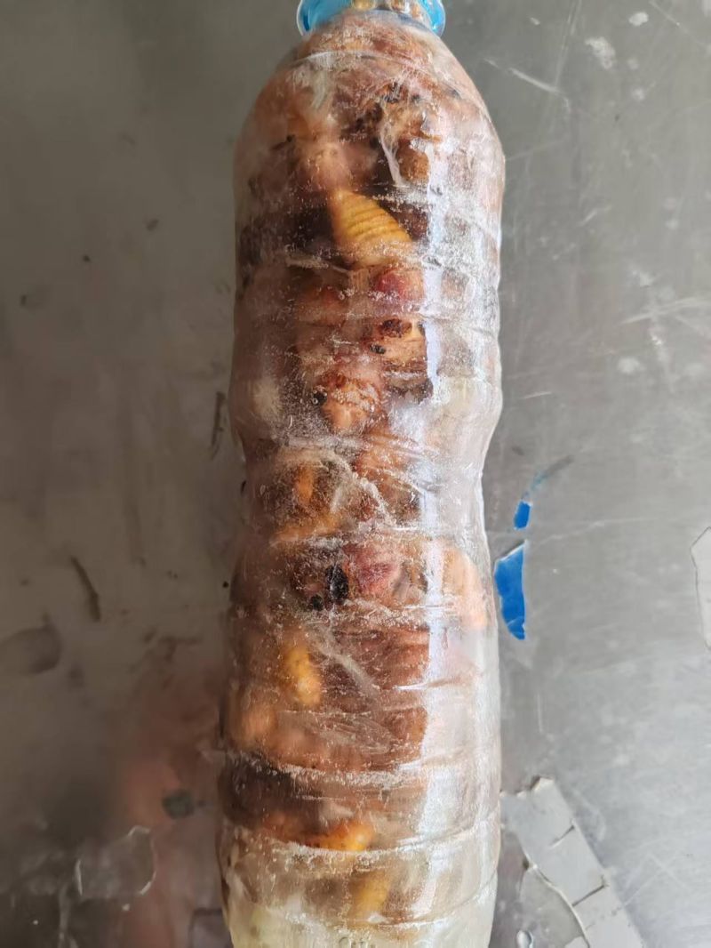 精品竹蝉