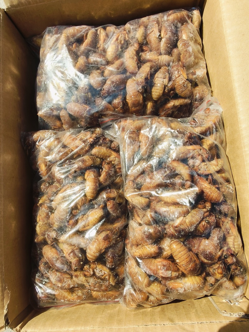 精品竹蝉