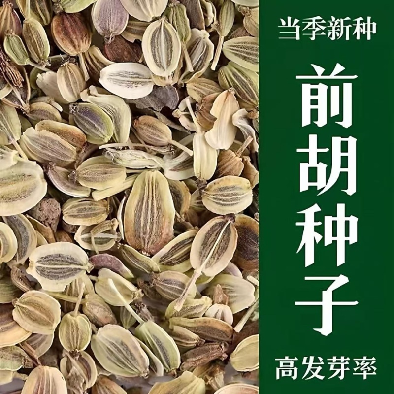 前胡种子新采发芽率高易管理适应能力强白花前胡批发零售