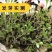 前胡种子新采发芽率高易管理适应能力强白花前胡批发零售