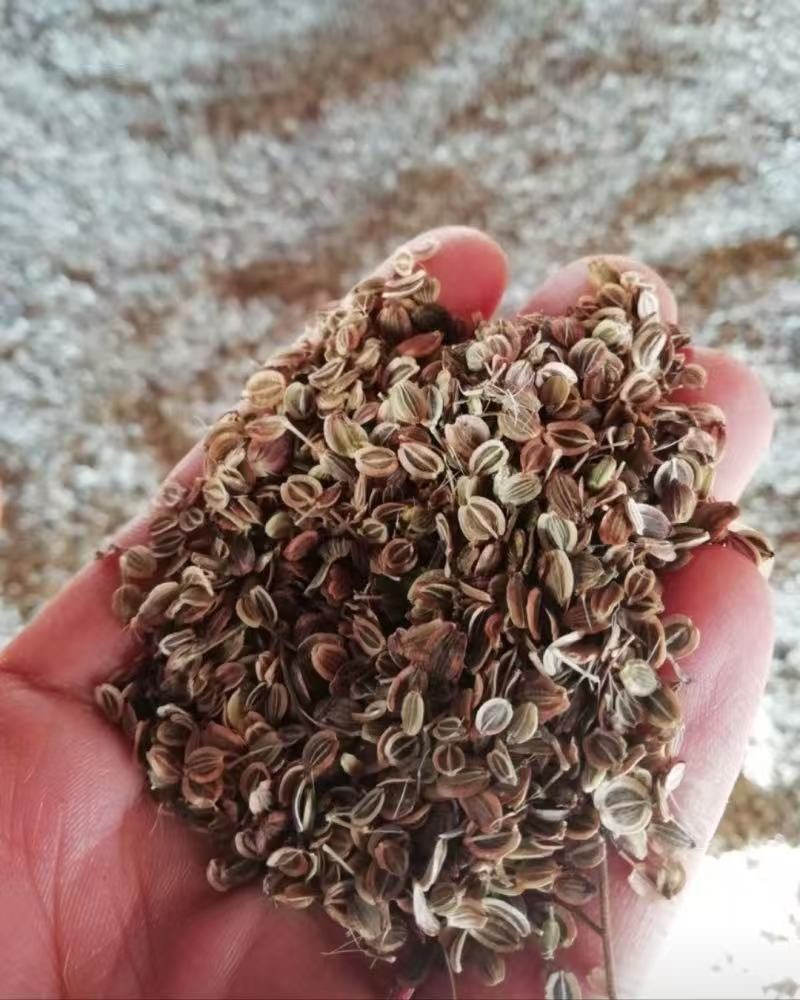 前胡种子新采发芽率高易管理适应能力强白花前胡批发零售
