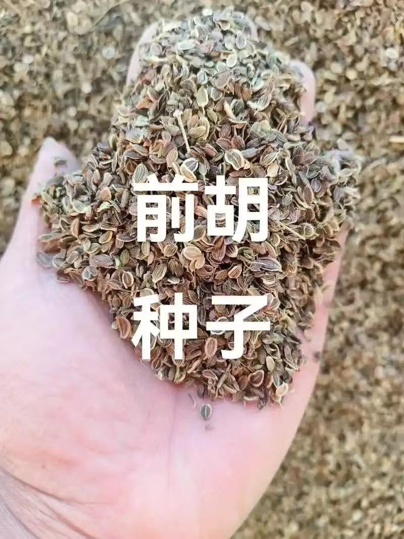 前胡种子新采发芽率高易管理适应能力强白花前胡批发零售