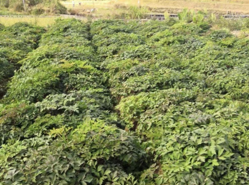 前胡种子新采发芽率高易管理适应能力强白花前胡批发零售