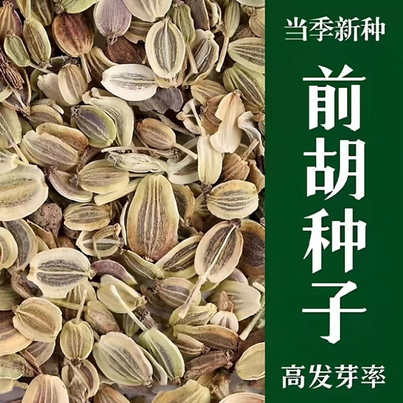 前胡种子新采发芽率高易管理适应能力强白花前胡批发零售
