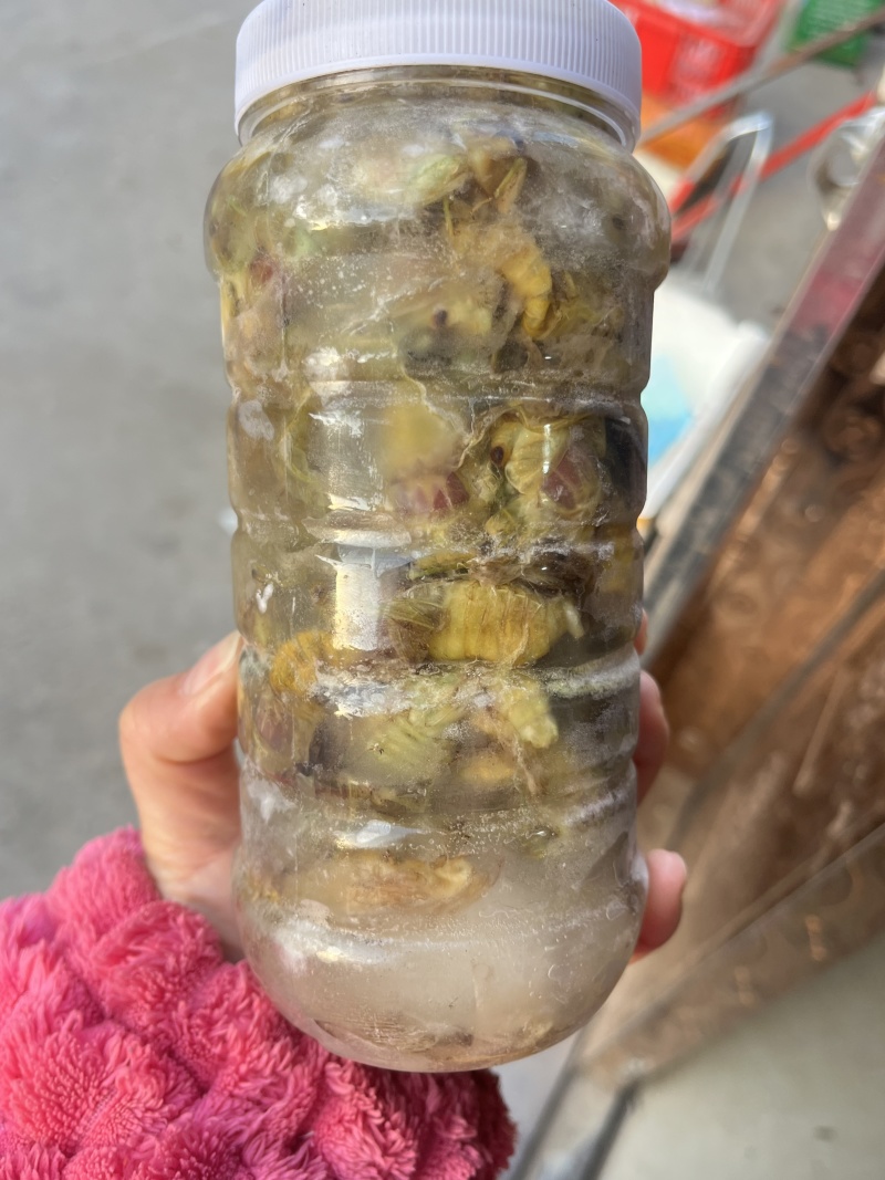 精品竹白蝉