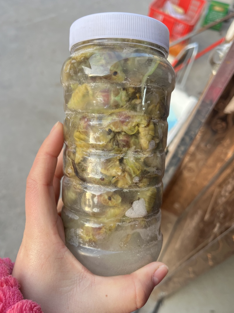 精品竹白蝉