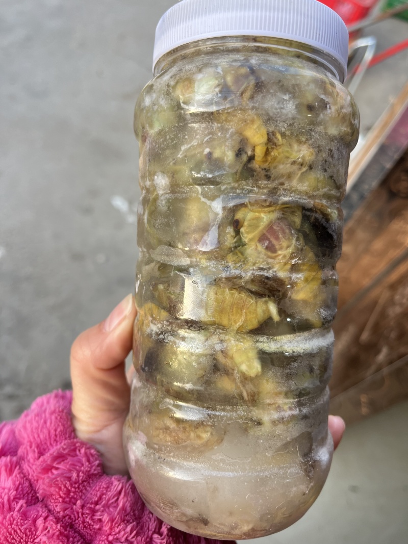 精品竹白蝉
